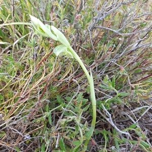 Hymenochilus cycnocephalus at Yarralumla, ACT - suppressed