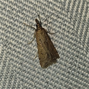 Eudonia cleodoralis at Braidwood, NSW - 7 Oct 2024