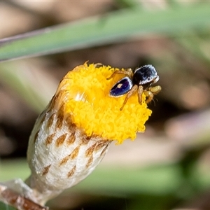 Maratus hesperus at Uriarra Village, ACT - 7 Oct 2024