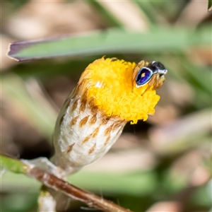 Maratus hesperus at Uriarra Village, ACT - 7 Oct 2024