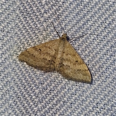 Scopula rubraria (Reddish Wave, Plantain Moth) at Braidwood, NSW - 7 Oct 2024 by MatthewFrawley
