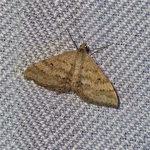 Scopula rubraria at Braidwood, NSW - 7 Oct 2024