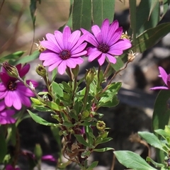 Dimorphotheca ecklonis at Hume, ACT - 7 Oct 2024 12:59 PM