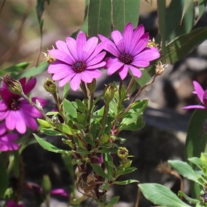 Dimorphotheca ecklonis at Hume, ACT - 7 Oct 2024 12:59 PM