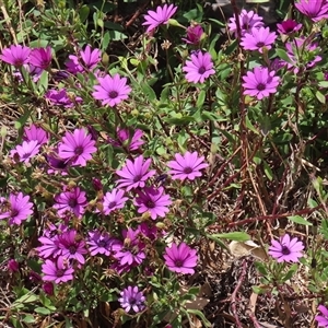 Dimorphotheca ecklonis at Hume, ACT - 7 Oct 2024