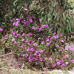 Dimorphotheca ecklonis at Hume, ACT - 7 Oct 2024