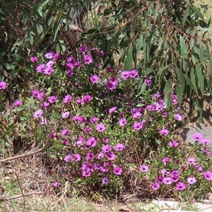 Dimorphotheca ecklonis at Hume, ACT - 7 Oct 2024