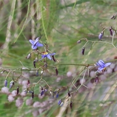 Dianella revoluta var. revoluta at Hume, ACT - 7 Oct 2024