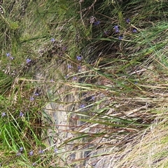 Dianella revoluta var. revoluta at Hume, ACT - 7 Oct 2024 01:36 PM