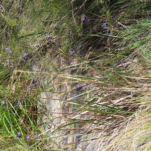 Dianella revoluta var. revoluta at Hume, ACT - 7 Oct 2024