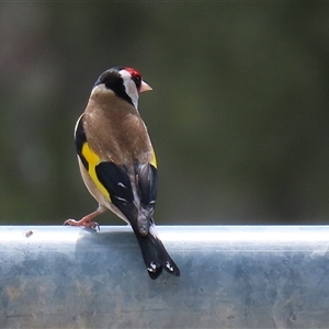 Carduelis carduelis at Hume, ACT - 7 Oct 2024