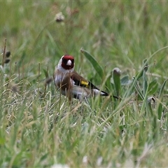 Carduelis carduelis at Hume, ACT - 7 Oct 2024 01:41 PM