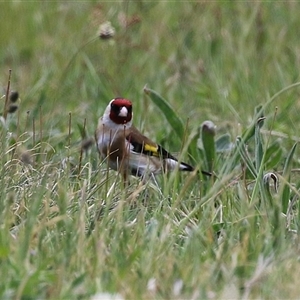 Carduelis carduelis at Hume, ACT - 7 Oct 2024