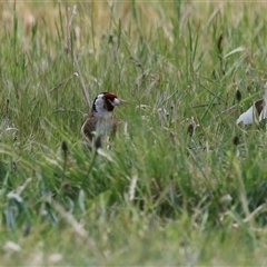 Carduelis carduelis at Hume, ACT - 7 Oct 2024