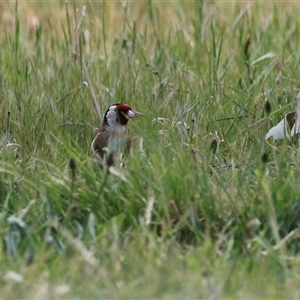 Carduelis carduelis at Hume, ACT - 7 Oct 2024