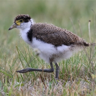 Vanellus miles (Masked Lapwing) at Hume, ACT - 7 Oct 2024 by RodDeb