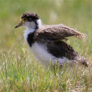 Vanellus miles at Hume, ACT - 7 Oct 2024