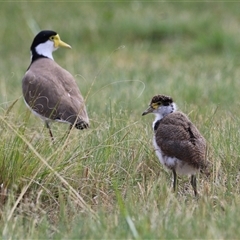 Vanellus miles at Hume, ACT - 7 Oct 2024