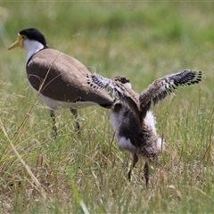 Vanellus miles at Hume, ACT - 7 Oct 2024