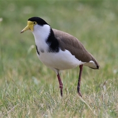 Vanellus miles at Hume, ACT - 7 Oct 2024