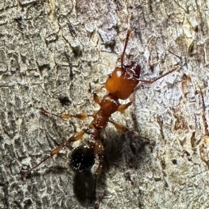 Podomyrma gratiosa at Ainslie, ACT - 4 Oct 2024 08:19 PM