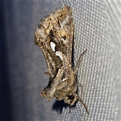 Chrysodeixis argentifera (Tobacco Looper) at Braidwood, NSW - 7 Oct 2024 by MatthewFrawley