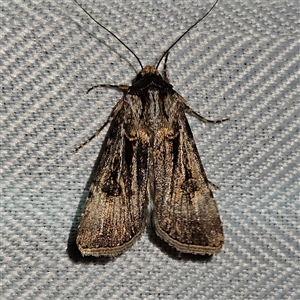 Agrotis munda at Braidwood, NSW - 7 Oct 2024 08:22 PM