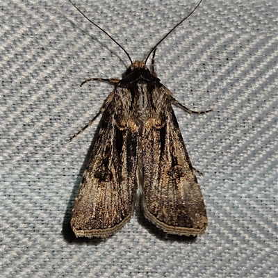 Agrotis munda (Brown Cutworm) at Braidwood, NSW - 7 Oct 2024 by MatthewFrawley