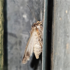 Agrotis munda at Braidwood, NSW - 7 Oct 2024 08:22 PM