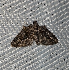 Phrissogonus laticostata (Apple looper moth) at Braidwood, NSW - 7 Oct 2024 by MatthewFrawley