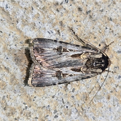 Agrotis munda (Brown Cutworm) at Canberra Airport, ACT - 7 Oct 2024 by FeralGhostbat