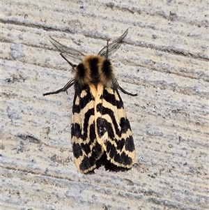 Ardices curvata at Canberra Airport, ACT - 7 Oct 2024 08:28 PM