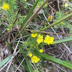 Hibbertia calycina (Lesser Guinea-flower) at Aranda, ACT - 7 Oct 2024 by Jennybach