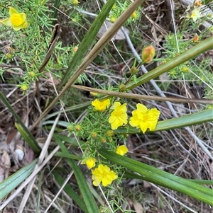 Hibbertia calycina at Aranda, ACT - 7 Oct 2024 02:34 PM