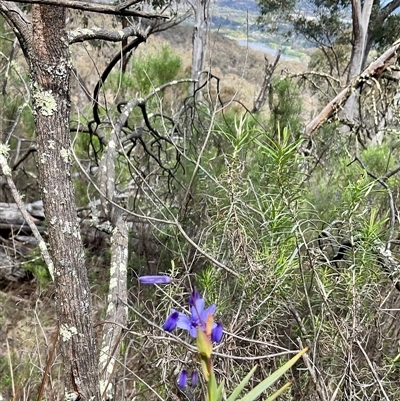 Stypandra glauca (Nodding Blue Lily) at Acton, ACT - 7 Oct 2024 by Jennybach