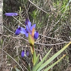 Stypandra glauca at Acton, ACT - 7 Oct 2024