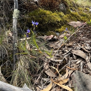 Stypandra glauca at Acton, ACT - 7 Oct 2024