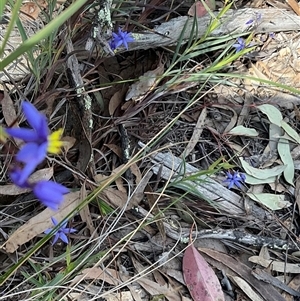 Stypandra glauca at Acton, ACT - 7 Oct 2024