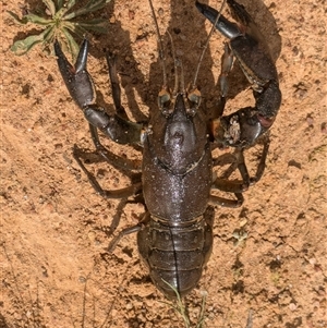 Cherax destructor at Wallaroo, NSW - 7 Oct 2024