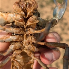 Cherax destructor at Wallaroo, NSW - 7 Oct 2024