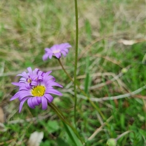 Calotis scabiosifolia var. integrifolia at Bungendore, NSW - suppressed