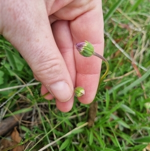 Calotis scabiosifolia var. integrifolia at Bungendore, NSW - suppressed