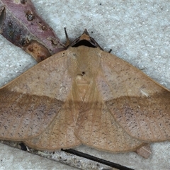 Ophyx ochroptera (Catocalini) at Bulli, NSW - 5 Oct 2024 by jb2602