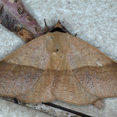 Ophyx ochroptera (An Erebid moth (Catocalini) at Bulli, NSW - 5 Oct 2024 by jb2602