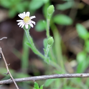 Vittadinia cuneata var. cuneata at Chiltern, VIC by KylieWaldon