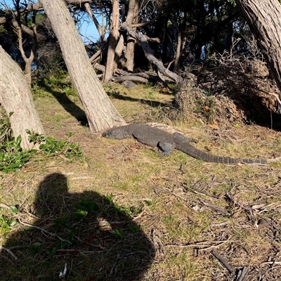 Varanus varius (Lace Monitor) at Green Cape, NSW - 6 Oct 2024 by trevsci