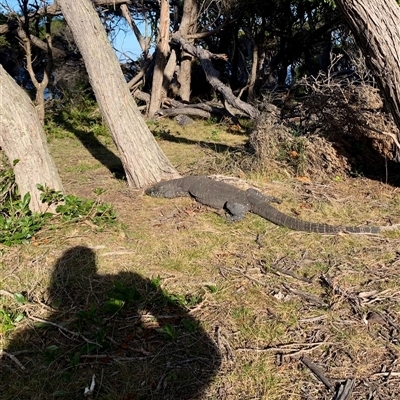 Varanus rosenbergi at Green Cape, NSW - 6 Oct 2024 by trevsci