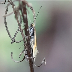 Philobota undescribed species near arabella at Beechworth, VIC - 5 Oct 2024 by KylieWaldon