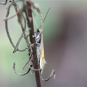 Philobota undescribed species near arabella at Beechworth, VIC by KylieWaldon