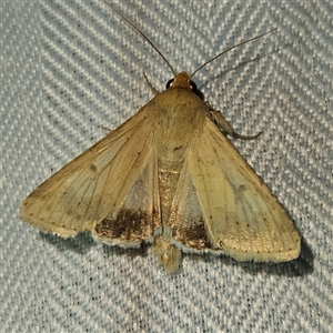 Helicoverpa punctigera at Braidwood, NSW - 7 Oct 2024 09:01 PM